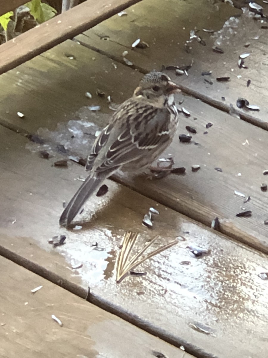 Harris's Sparrow - Richard Sayles