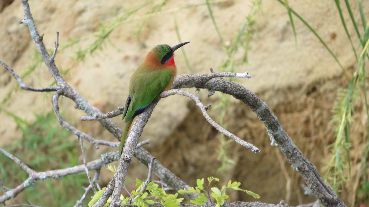 Red-throated Bee-eater - ML184951241
