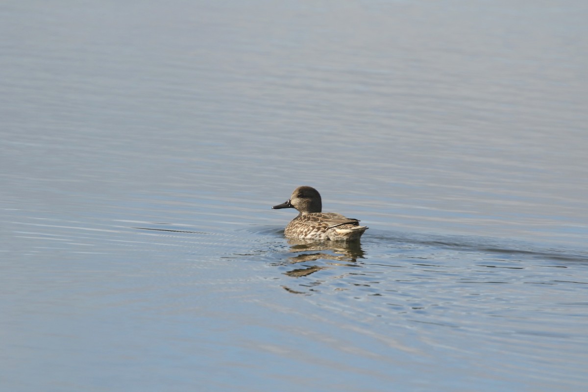 Green-winged Teal - ML184953401