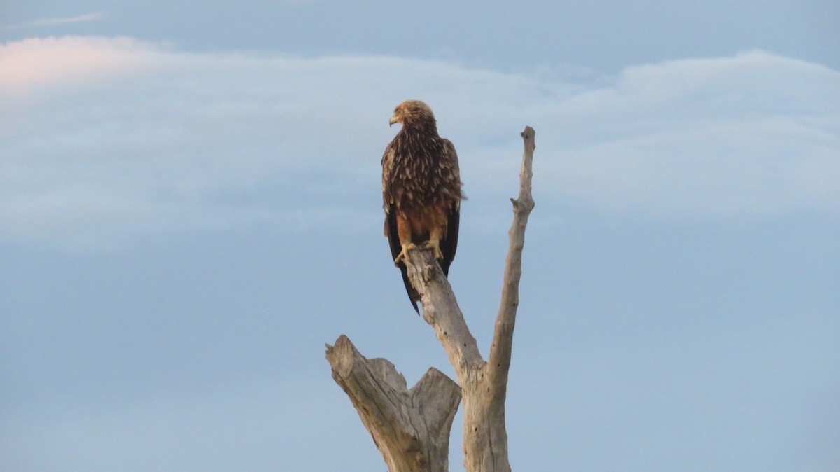 Lesser Spotted Eagle - Marilee Meuter