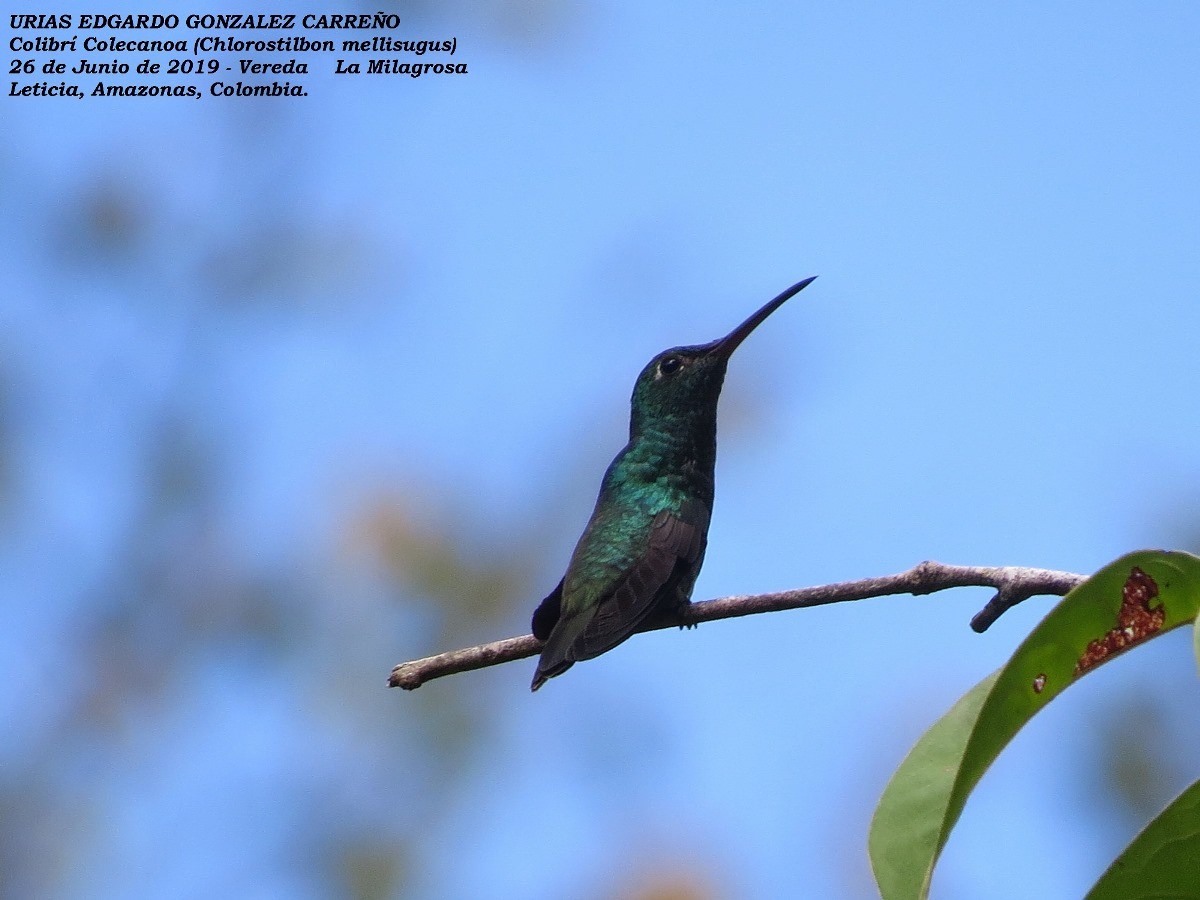 Blue-tailed Emerald - Urias Edgardo  Gonzalez Carreño