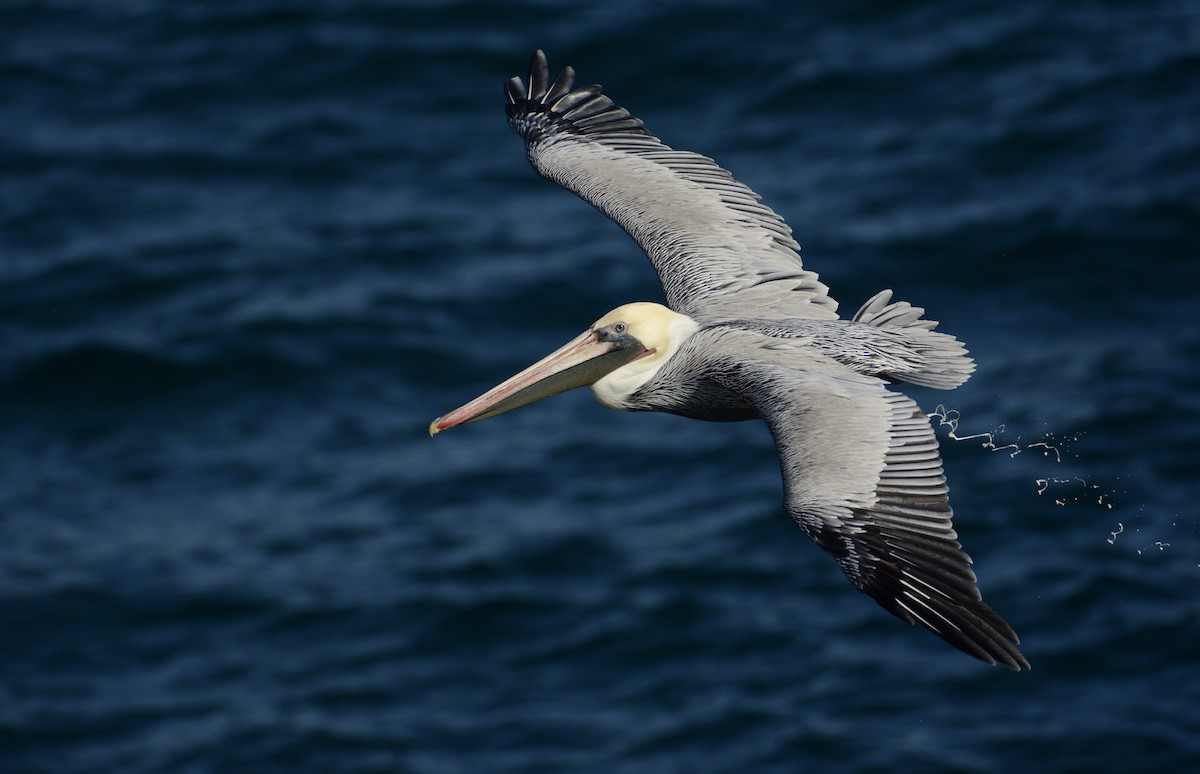pelikán hnědý - ML184955311