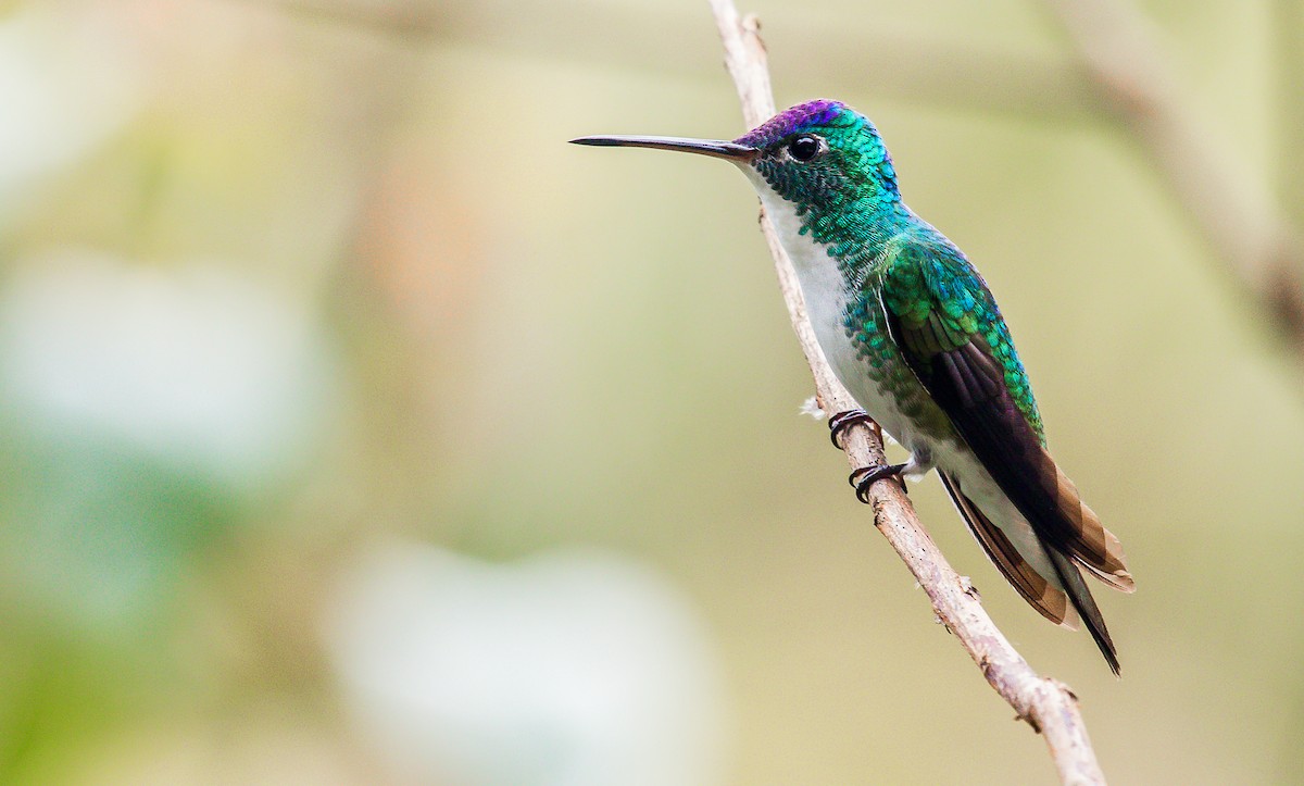 kolibřík andský - ML184955721