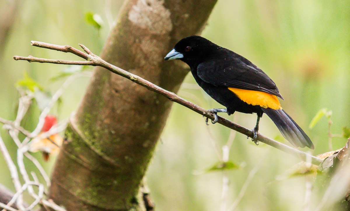 Flame-rumped Tanager - ML184955821