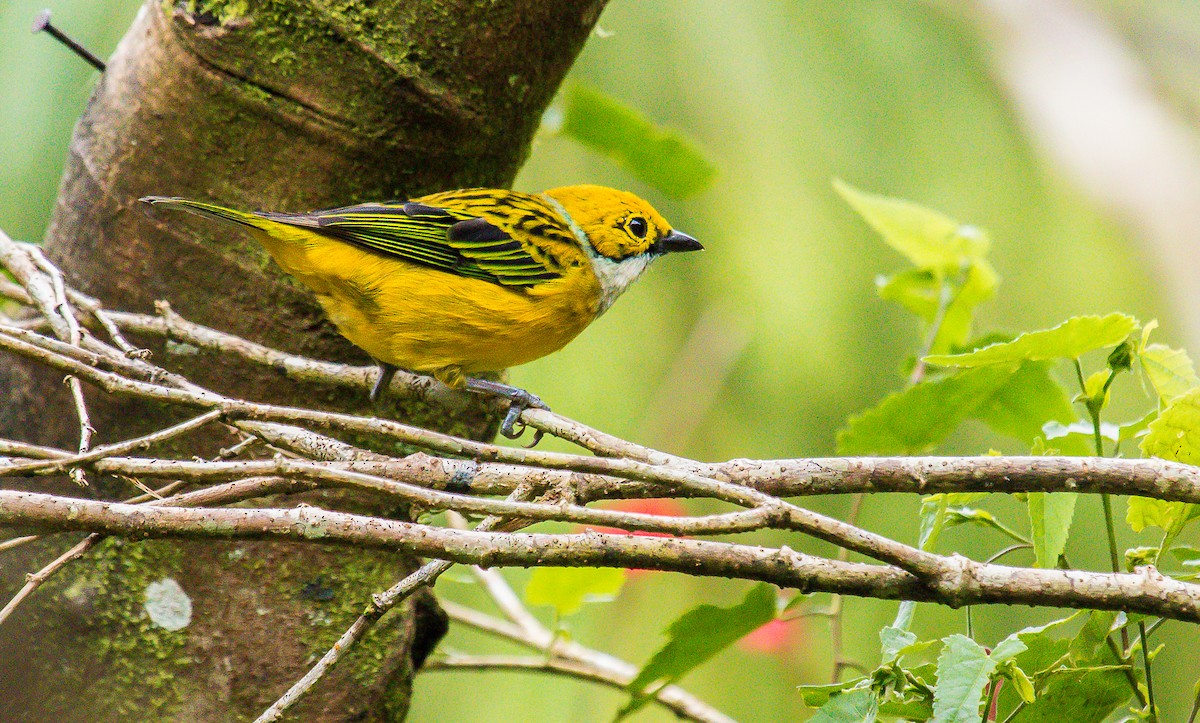 Silver-throated Tanager - ML184955841