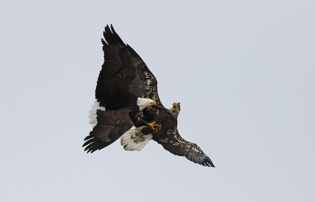 Aggression between an adult and immature. - Bald Eagle - 