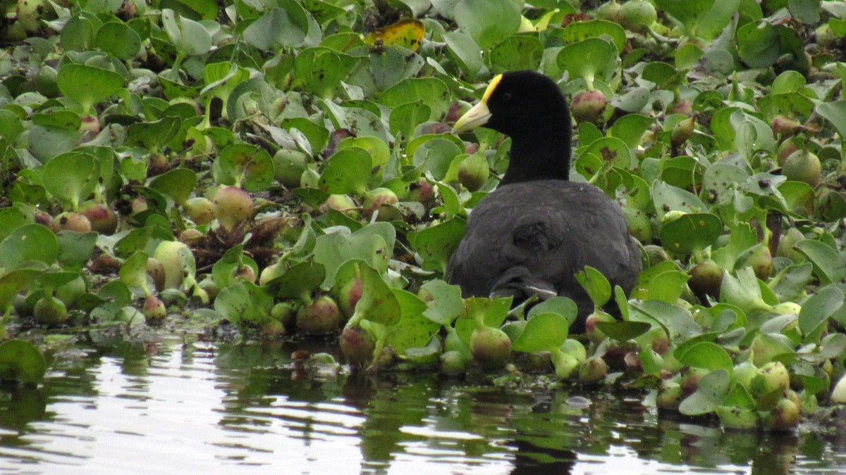 White-winged Coot - ML184957451