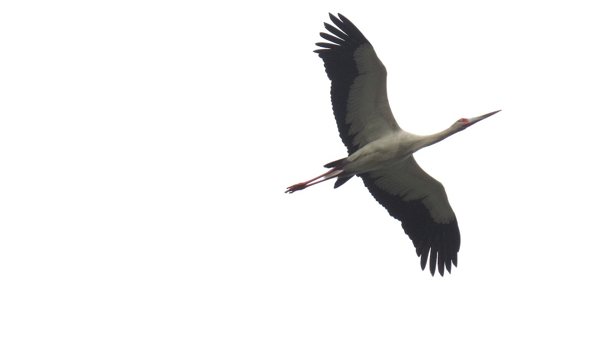 Maguari Stork - ML184957591