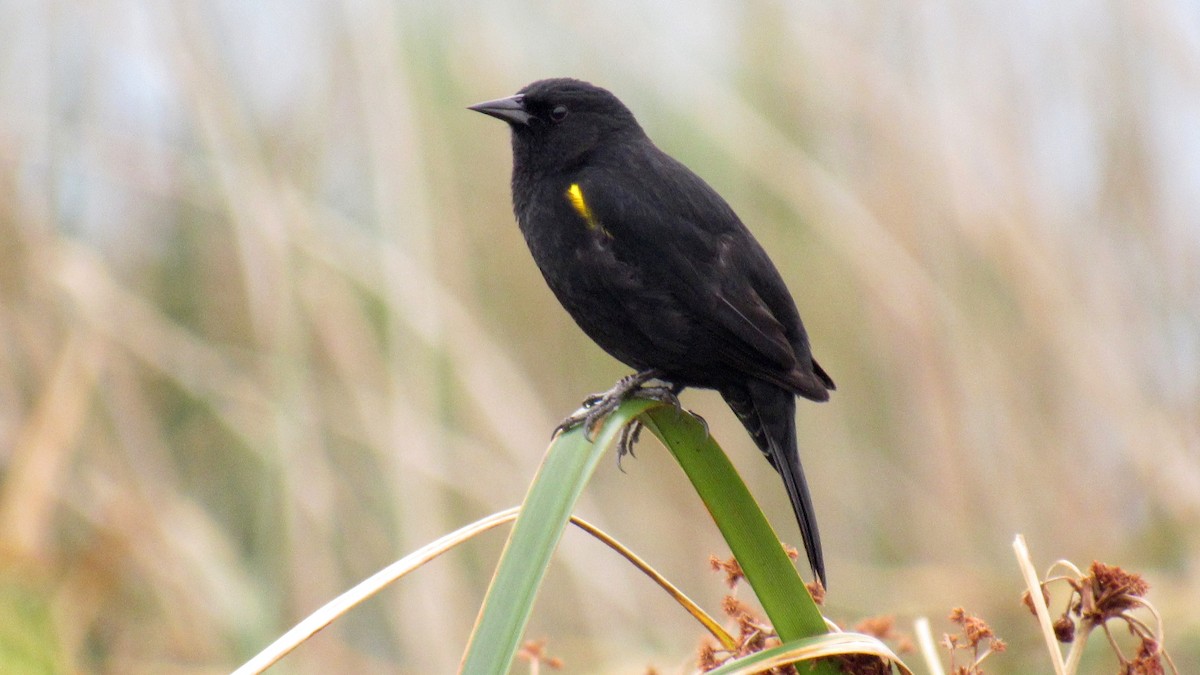 Yellow-winged Blackbird - ML184958151