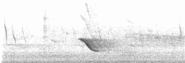 Дрізд-короткодзьоб бурий - ML184959331