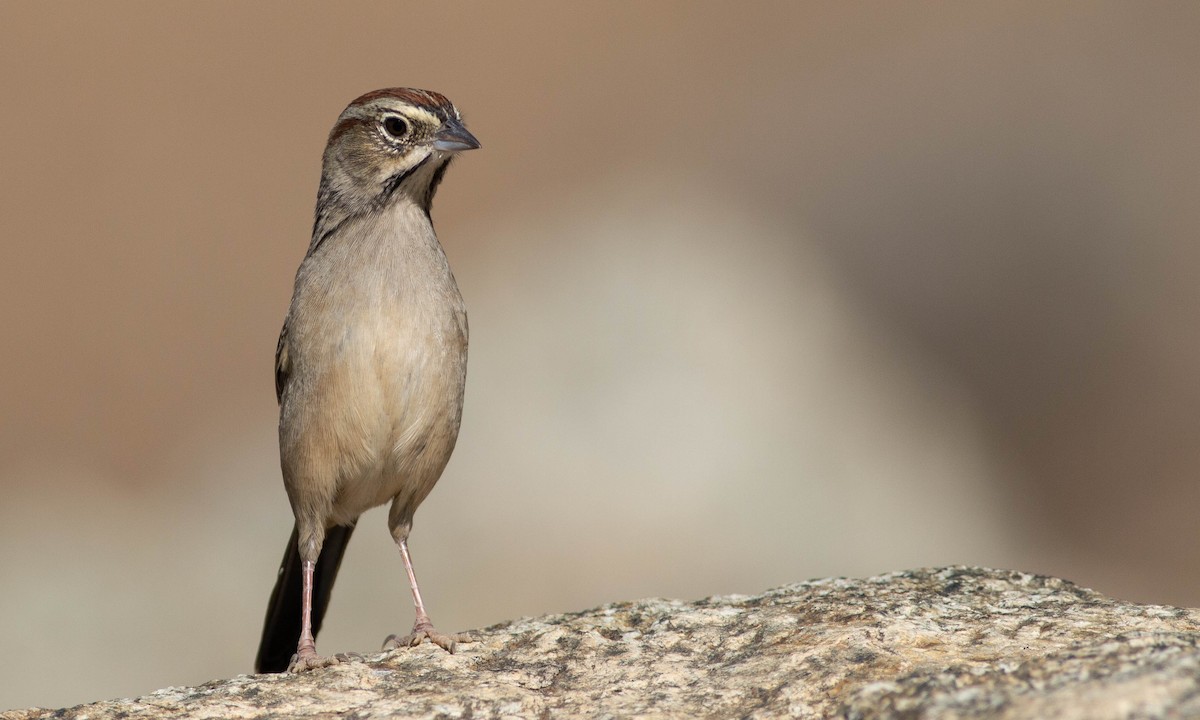 Rufous-crowned Sparrow - ML184962211