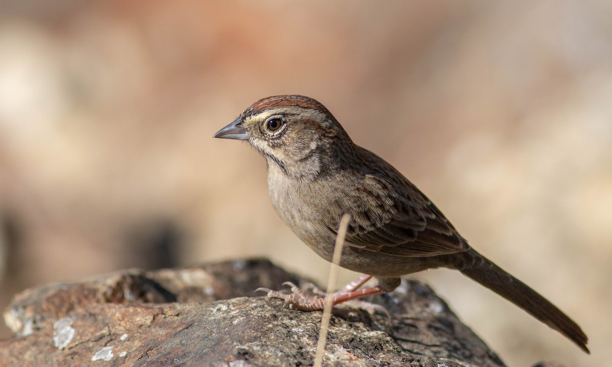Rufous-crowned Sparrow - ML184962221