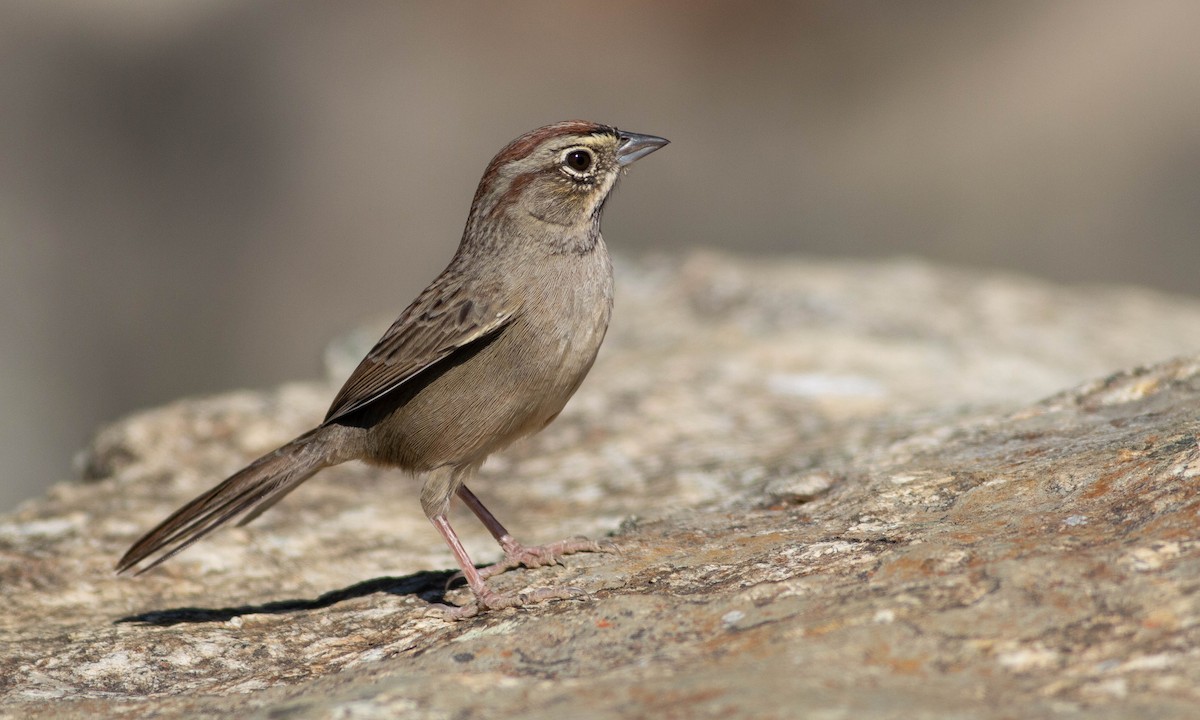 Rufous-crowned Sparrow - ML184962231