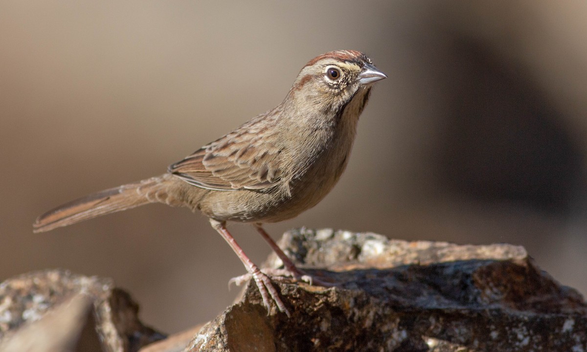 Rufous-crowned Sparrow - ML184962241