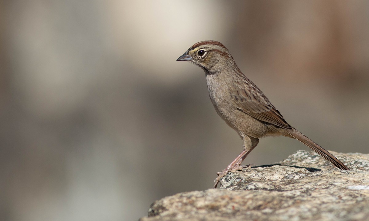 Rufous-crowned Sparrow - ML184962251