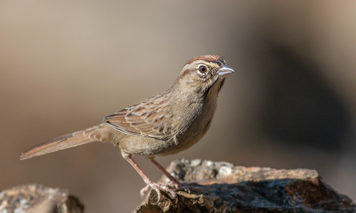 Rufous-crowned Sparrow - ML184962271