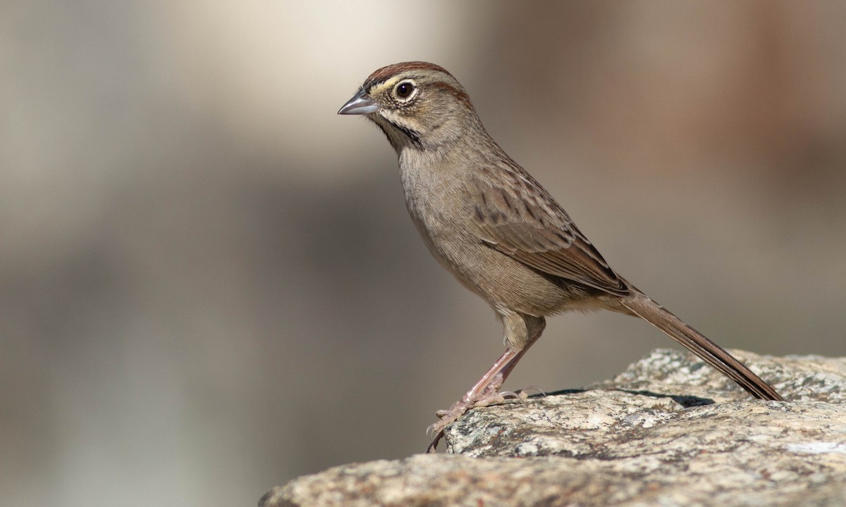 Rufous-crowned Sparrow - Paul Fenwick