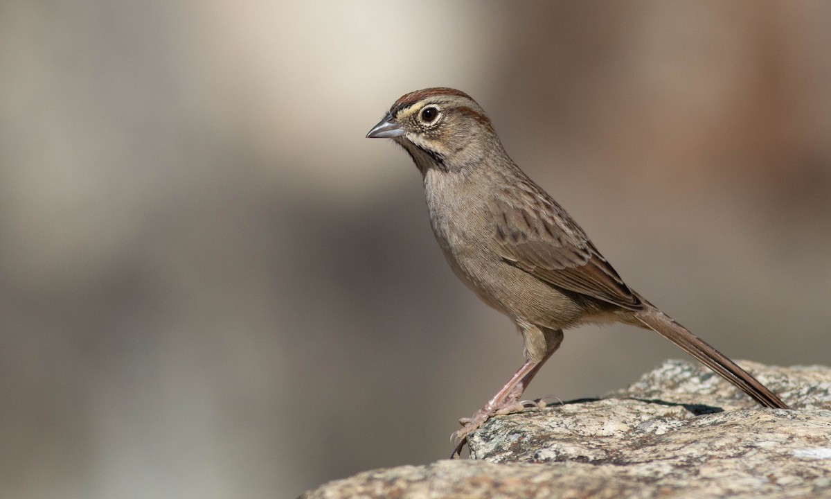 Rufous-crowned Sparrow - ML184962291