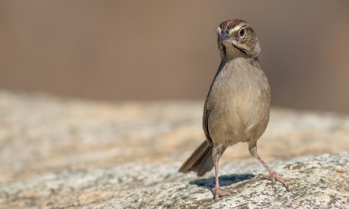 Rufous-crowned Sparrow - ML184962311