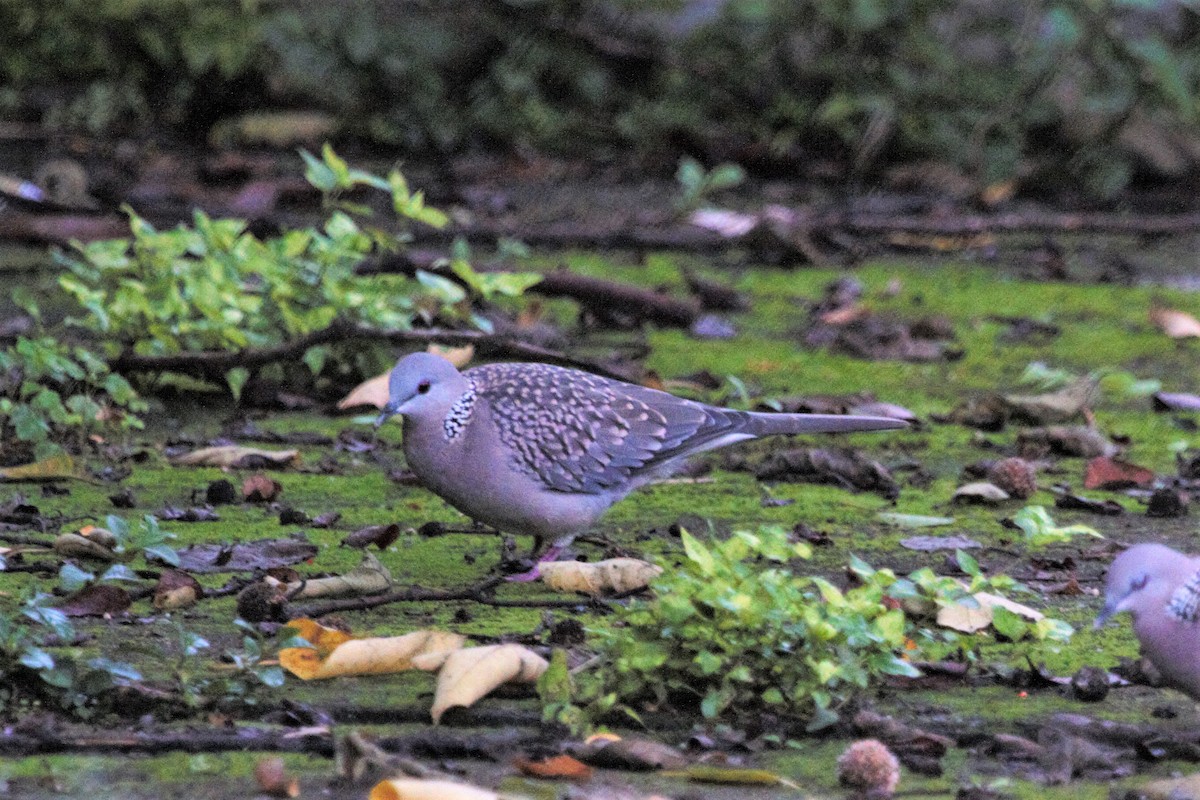 Spotted Dove - Anya Auerbach