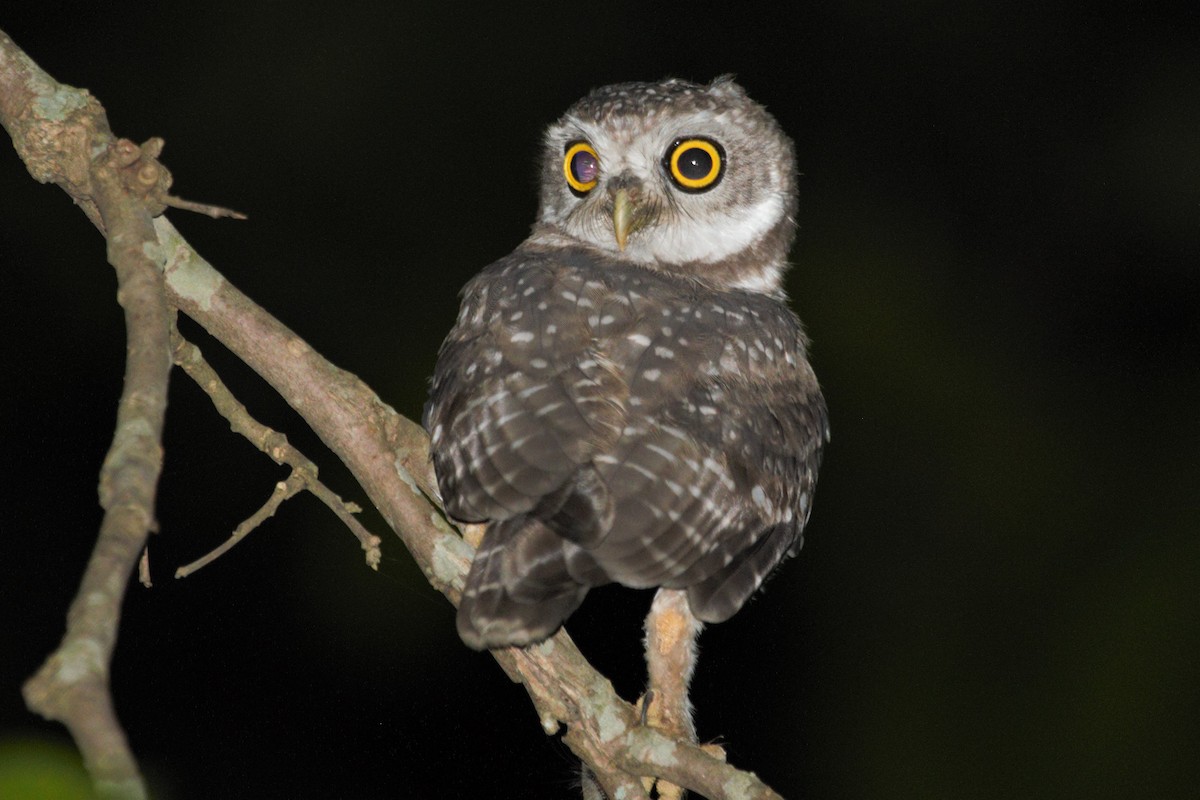 Spotted Owlet - Anya Auerbach