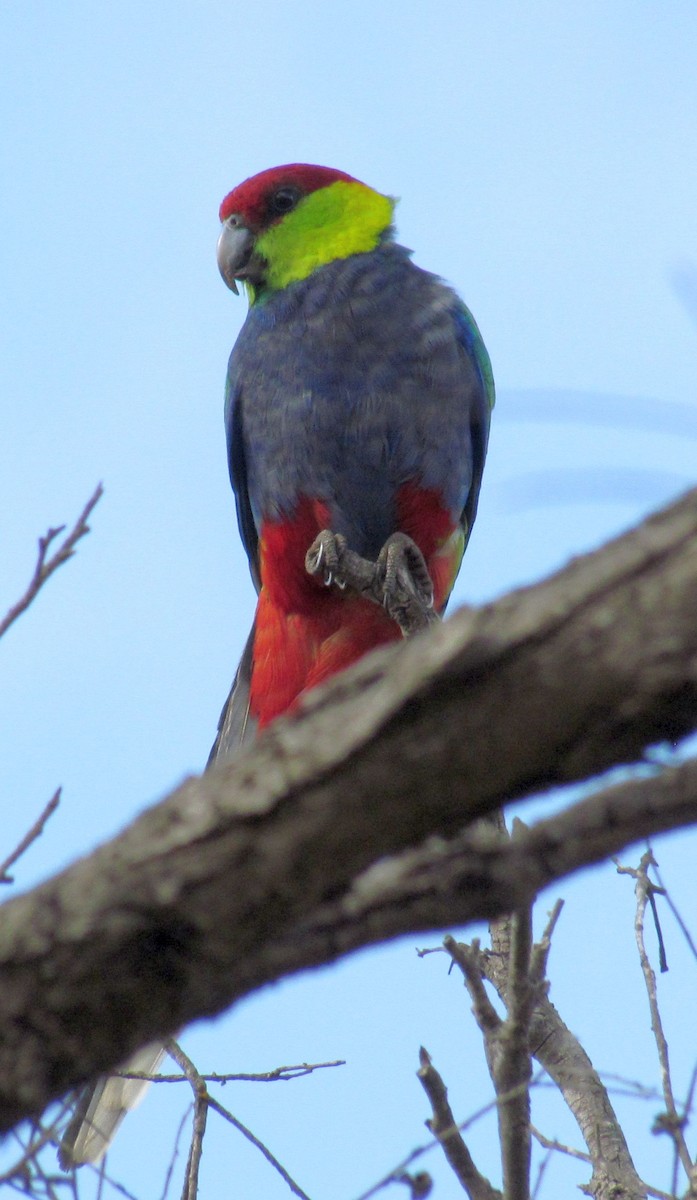 Red-capped Parrot - ML184967121