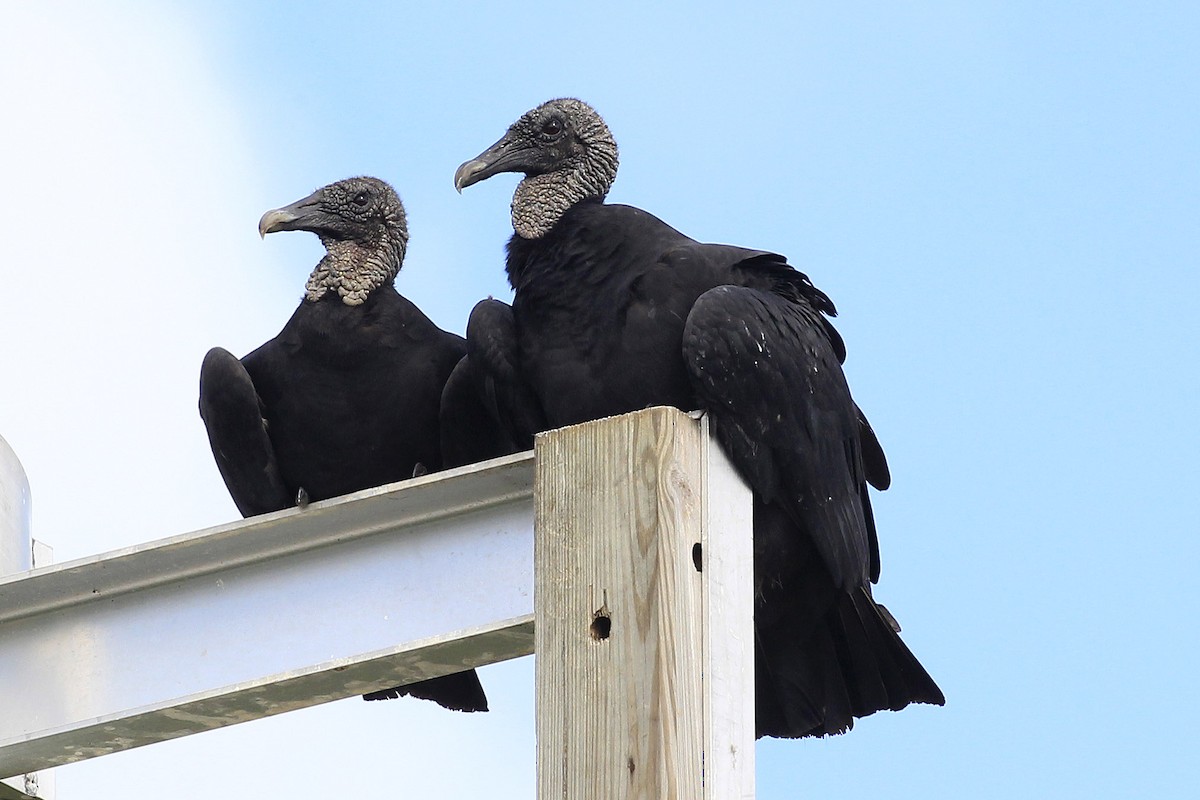 Black Vulture - Dave Jurasevich