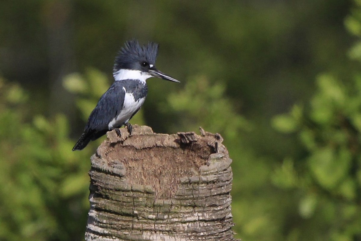 Belted Kingfisher - Dave Jurasevich