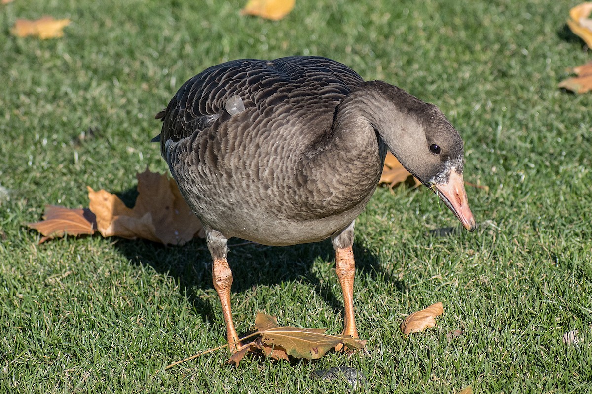 Greater White-fronted Goose - ML184970841