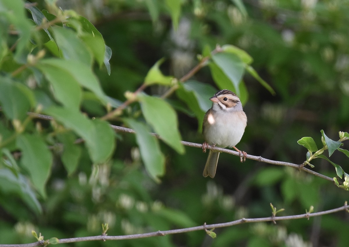 Clay-colored Sparrow - Andy Reago &  Chrissy McClarren