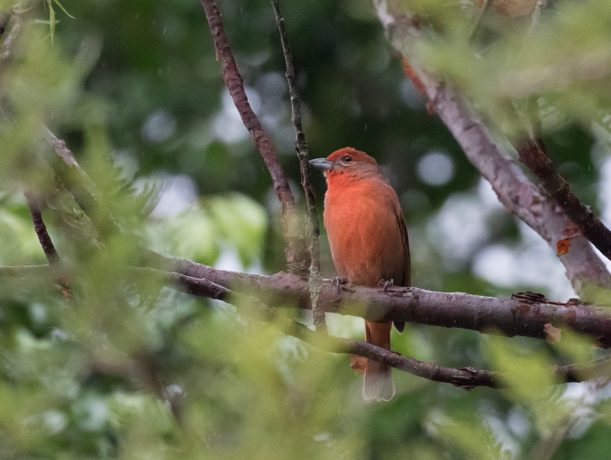 Hepatic Tanager - ML184977681