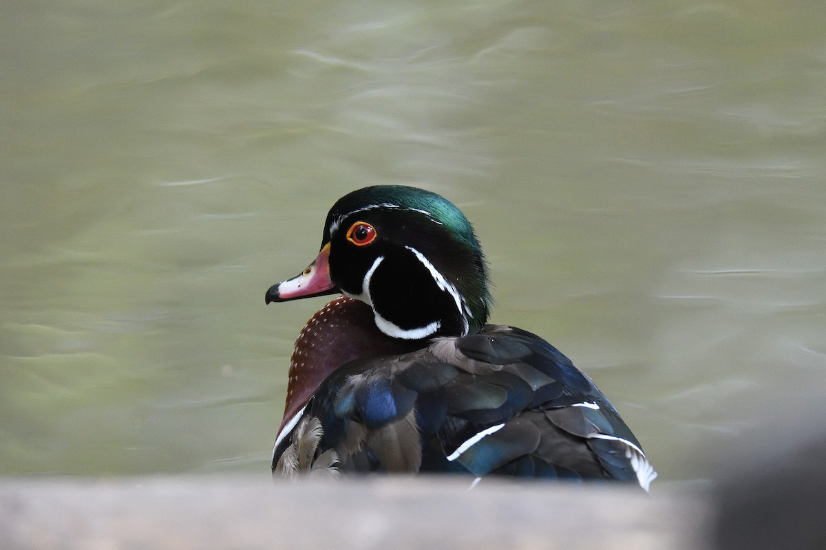 Wood Duck - terence zahner
