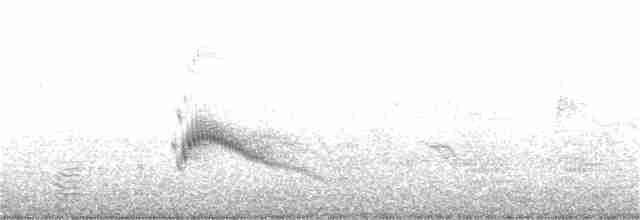 Neotropic Cormorant - ML184979261