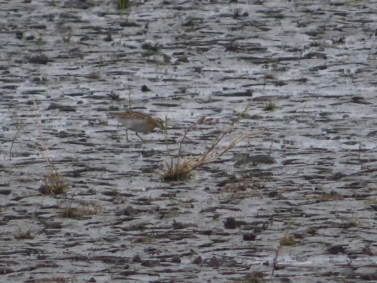 eBird Checklist - 29 Oct 2019 - Killdeer Plains Wildlife Area--Pond 27