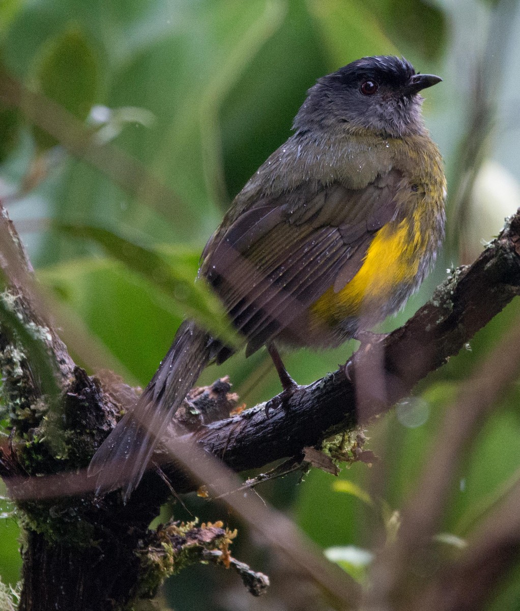 Black-and-yellow Silky-flycatcher - Philip Reimers
