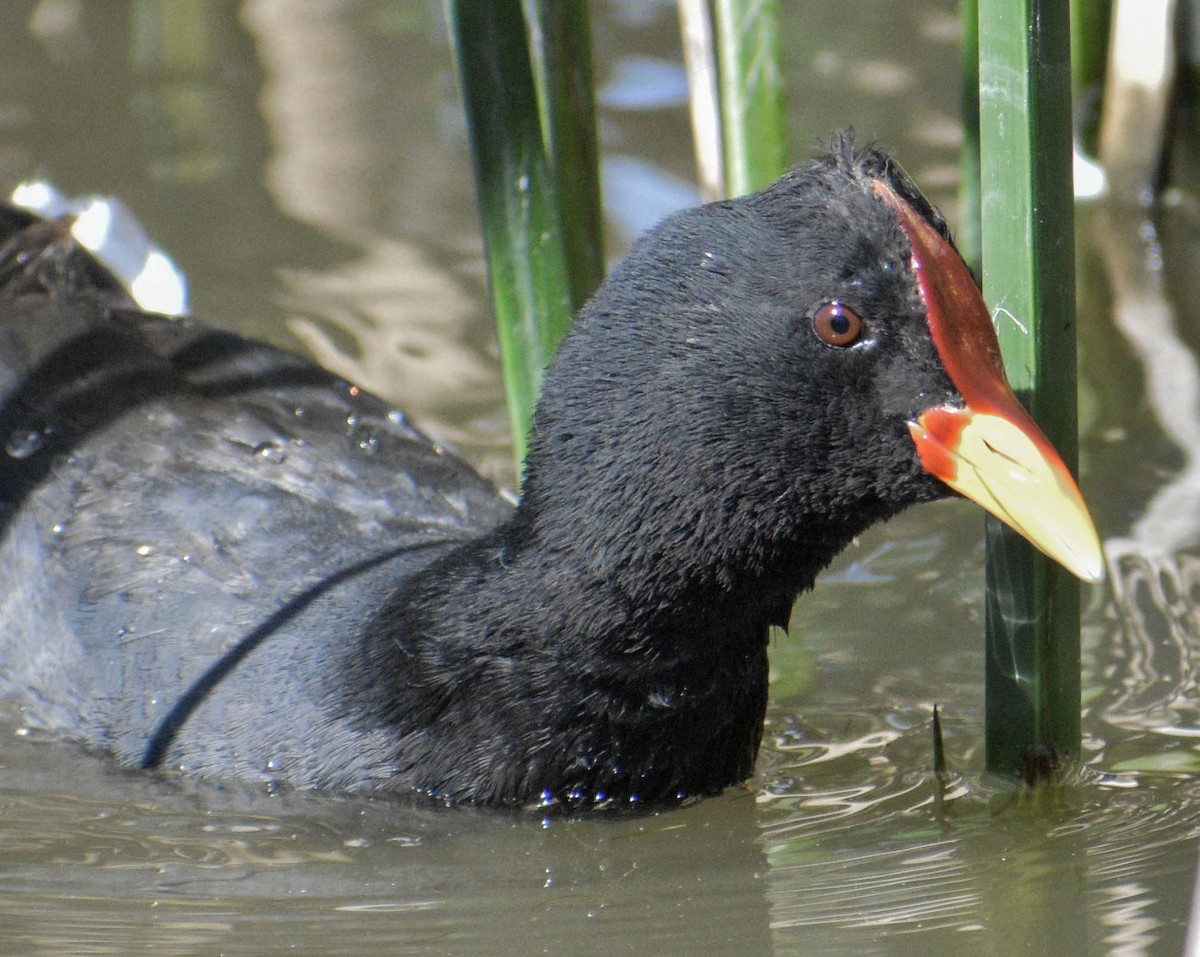 Red-fronted Coot - Marcelo Pacheco Guajardo