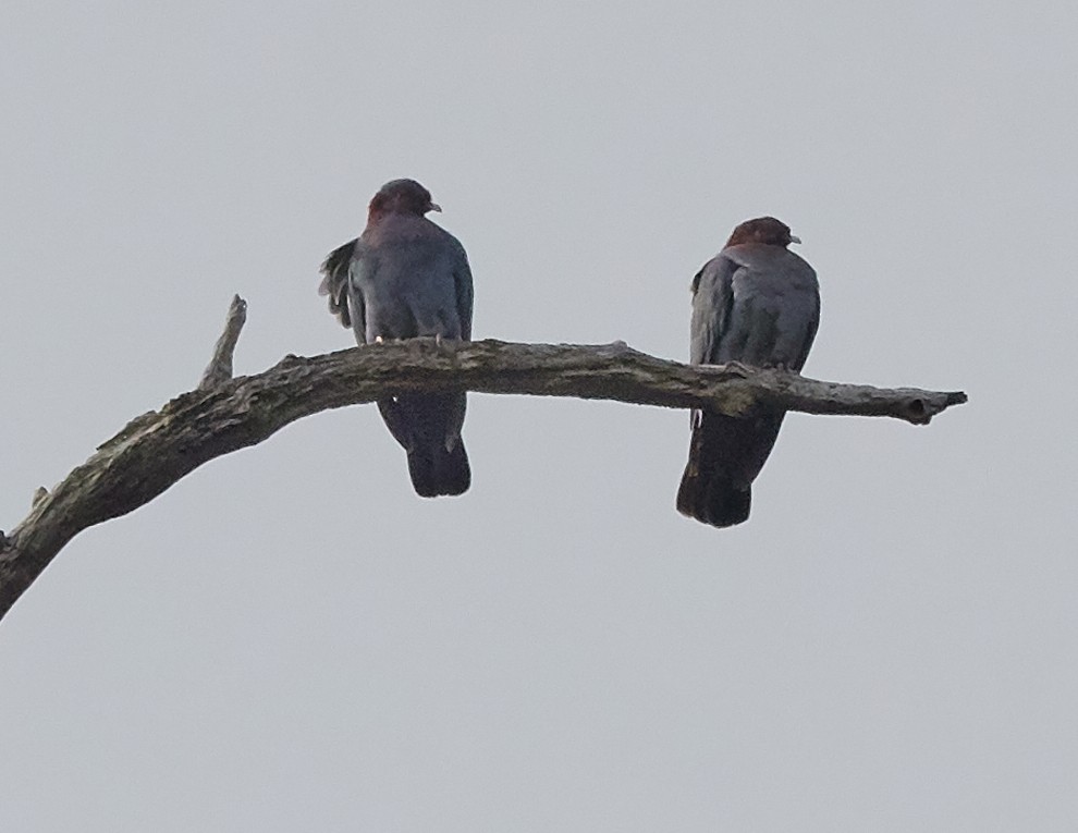 Scaly-naped Pigeon - Anonymous