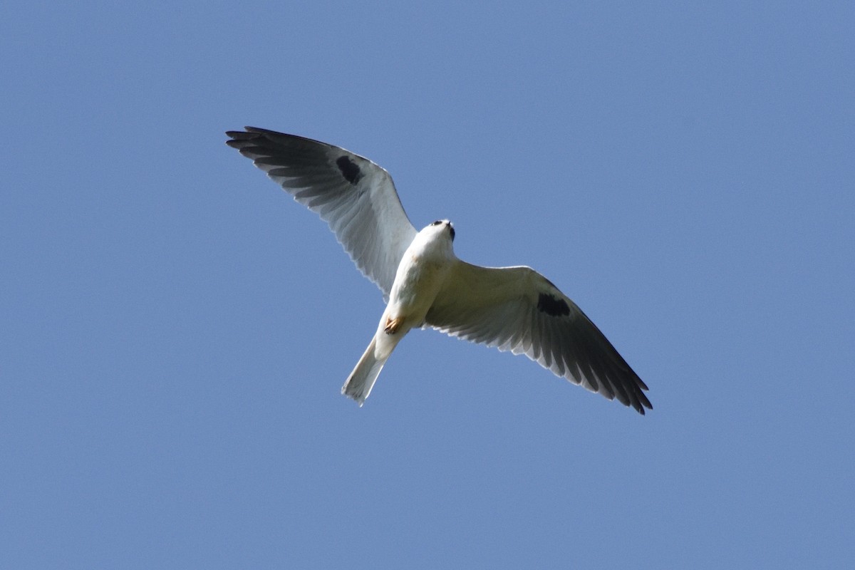 White-tailed Kite - German Garcia