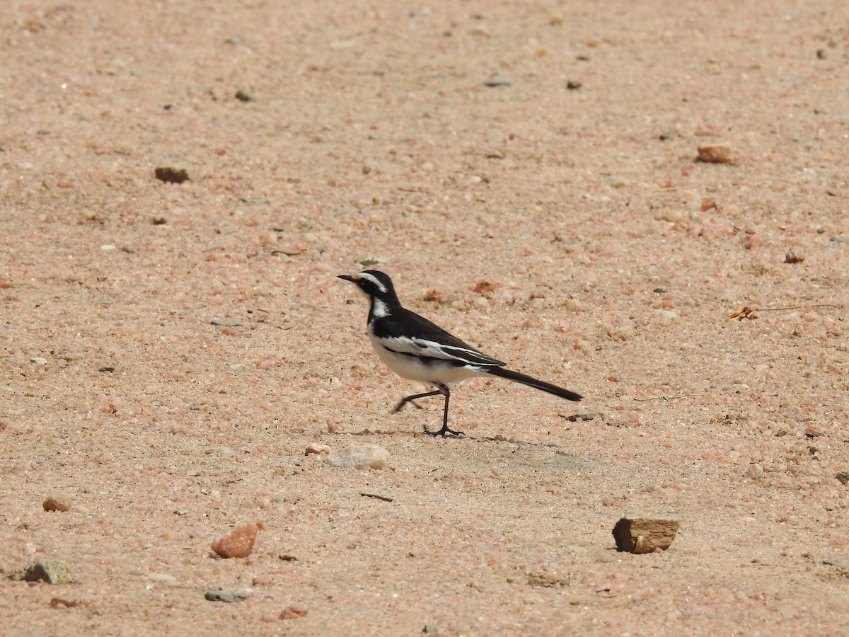 African Pied Wagtail - ML184996581
