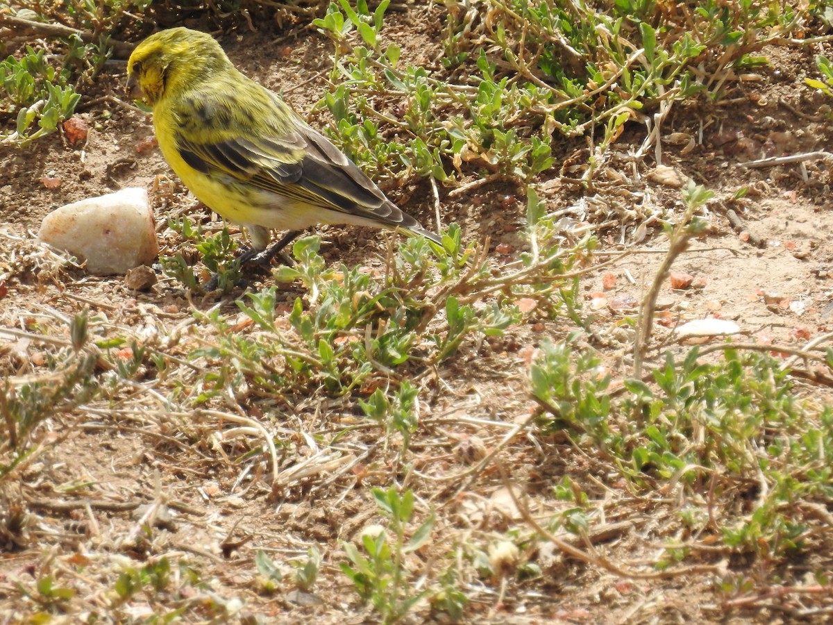 White-bellied Canary - ML184997101