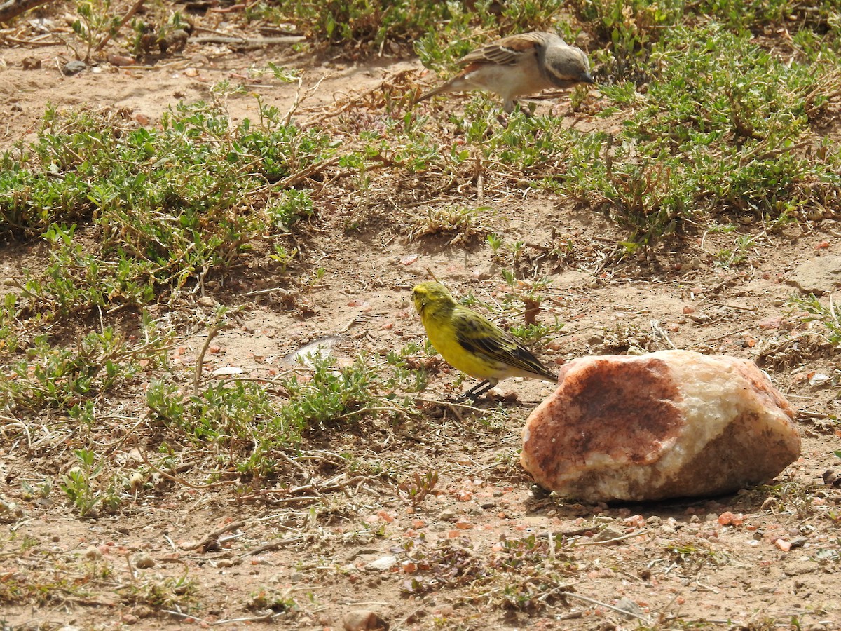 White-bellied Canary - ML184997111