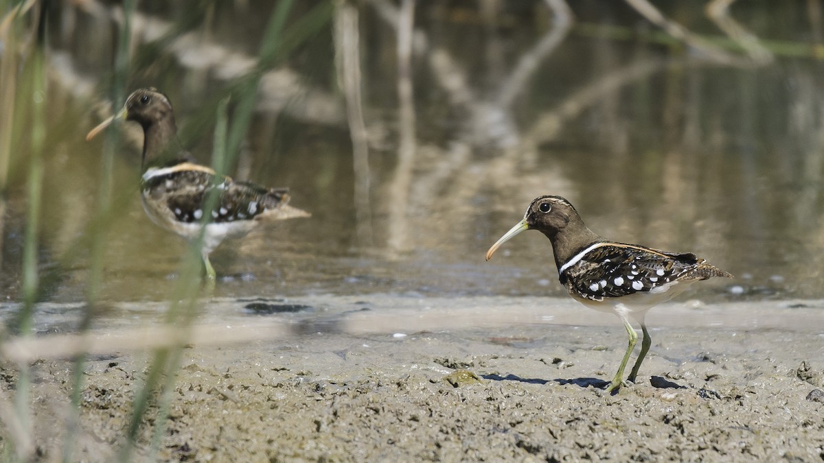 South American Painted-Snipe - ML184997291