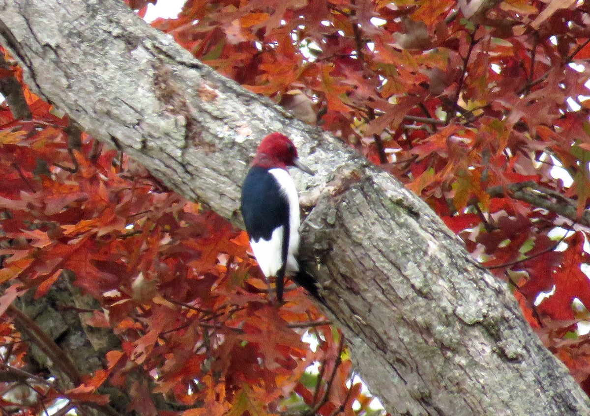 Red-headed Woodpecker - ML184997721