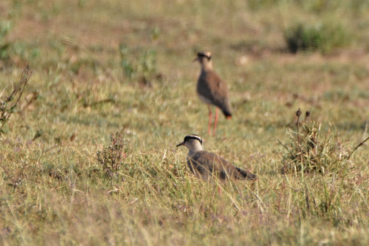 Crowned Lapwing - ML184998301