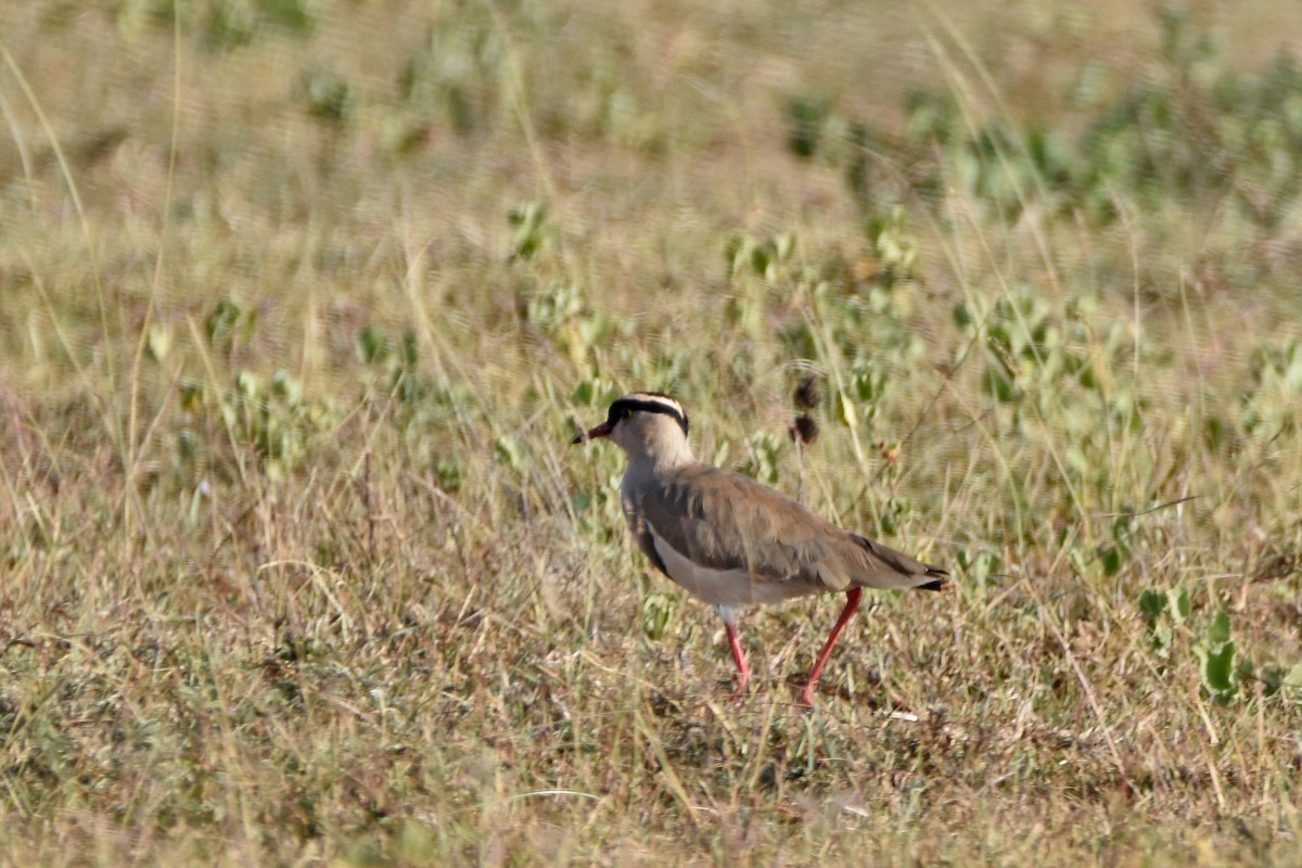 Crowned Lapwing - ML184998311