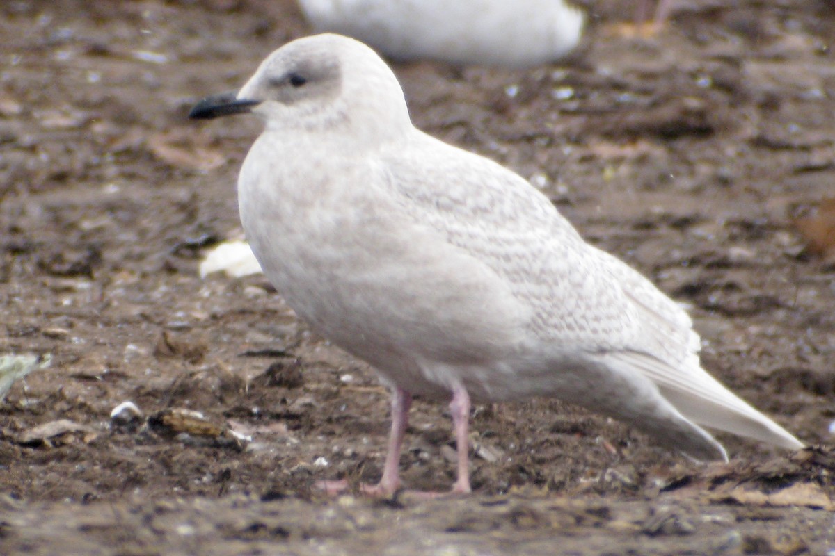 Iceland Gull (kumlieni/glaucoides) - ML185000331
