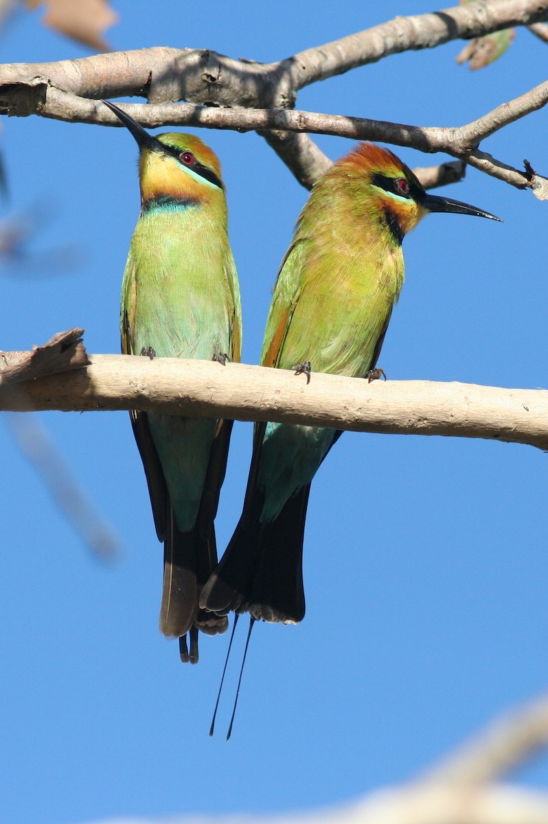 Rainbow Bee-eater - george parker