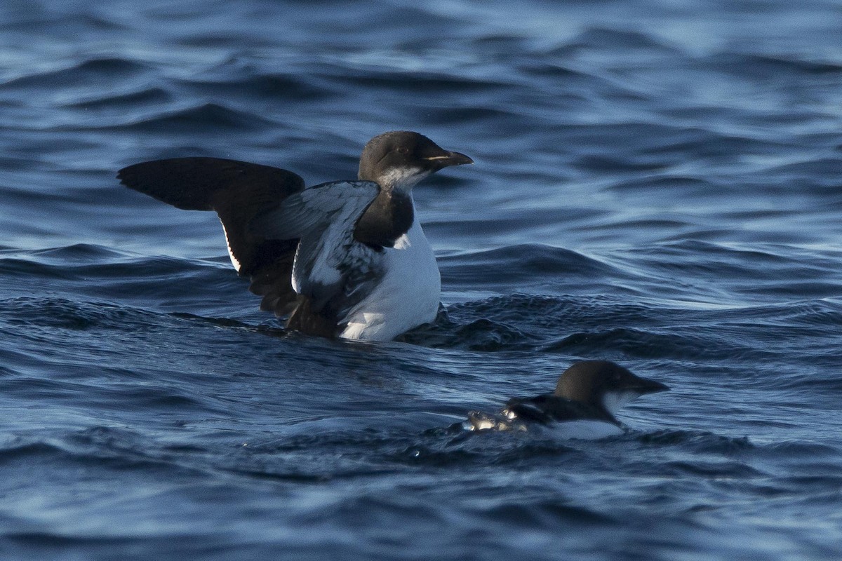 Thick-billed Murre - ML185001701