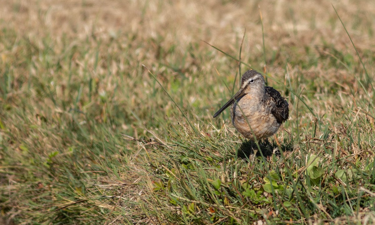 Long-billed Dowitcher - ML185001891