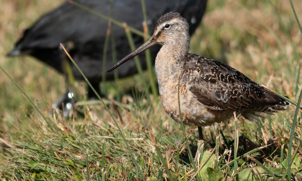 Long-billed Dowitcher - ML185001911